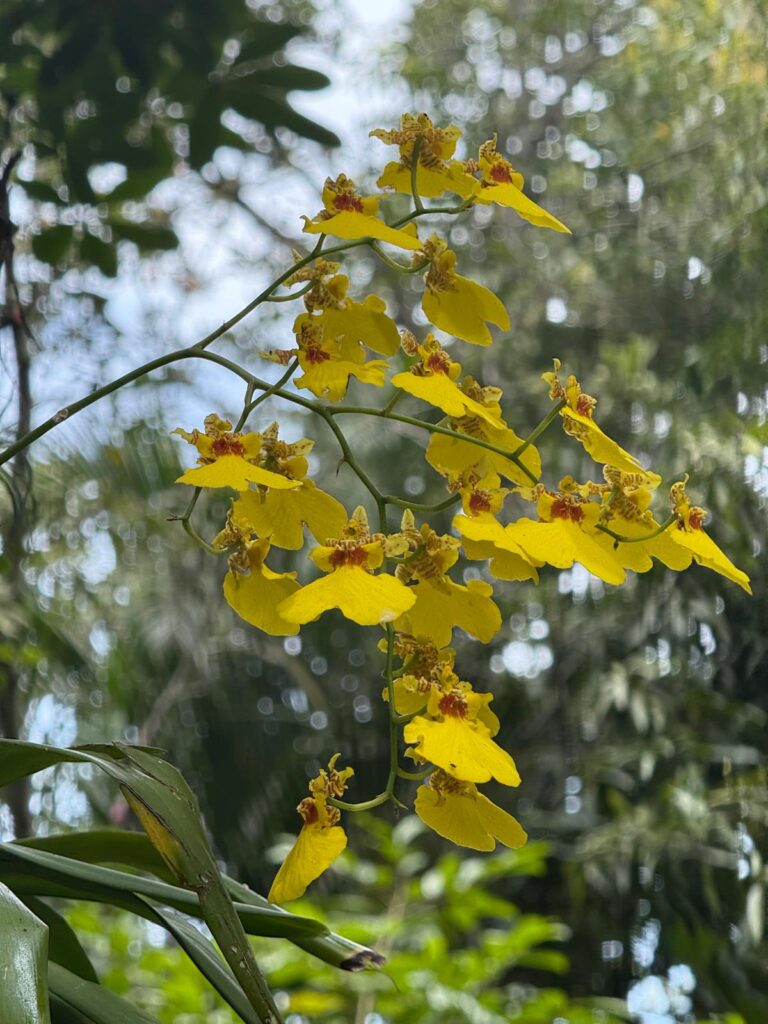 IMG-20250117-WA0018